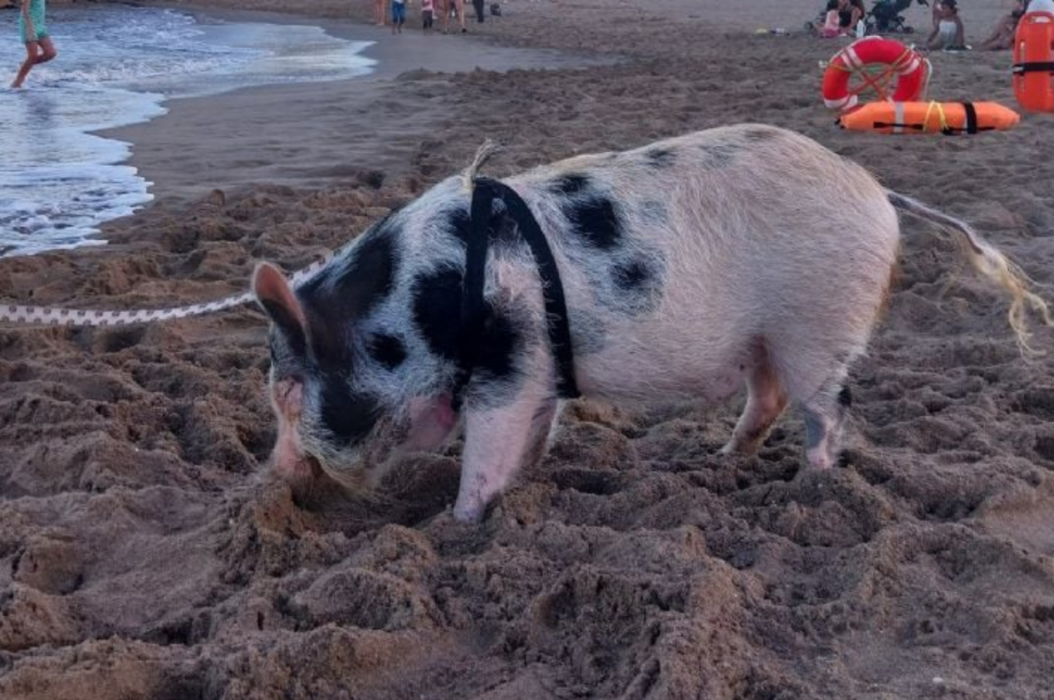 El animal causó sensación y se volvió viral.