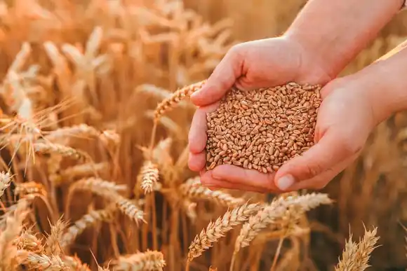 El Gobierno decidió extender la baja de retenciones para el trigo y la cebada