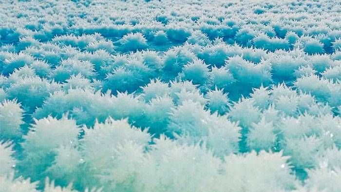 Las sorprendentes flores de hielo  que se forman en la Antártida