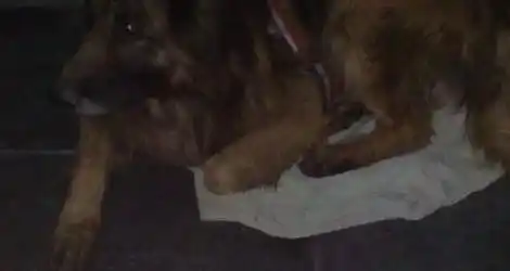 Perrito encontrado