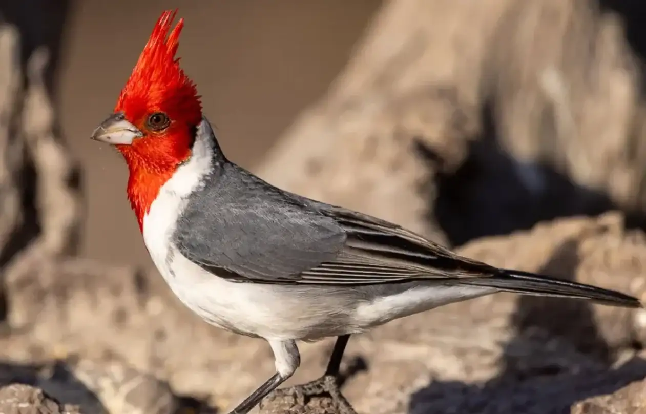Paroaria coronata, conocido comúnmente como cardenal copete rojo.