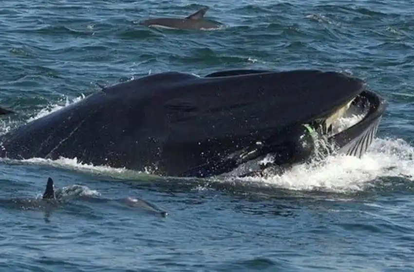 Insólito: una ballena se tragó un buzo y luego lo escupió