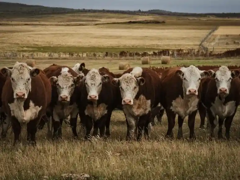 vacas