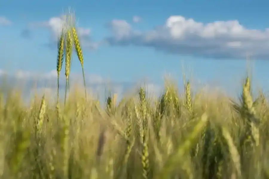 Con un "mapa semáforo", el INTA trazó un pormernorizado diagnóstico de los trigos santafesinos