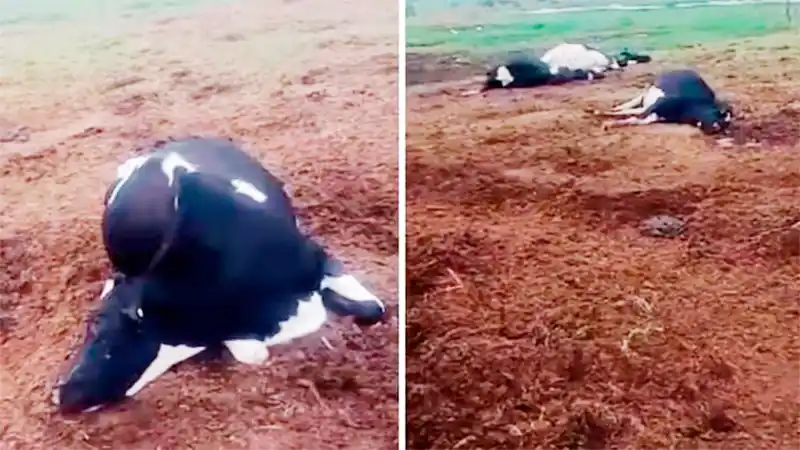 Tambero entrerriano sufrió la pérdida de vacunos tras intoxicación por nitrato