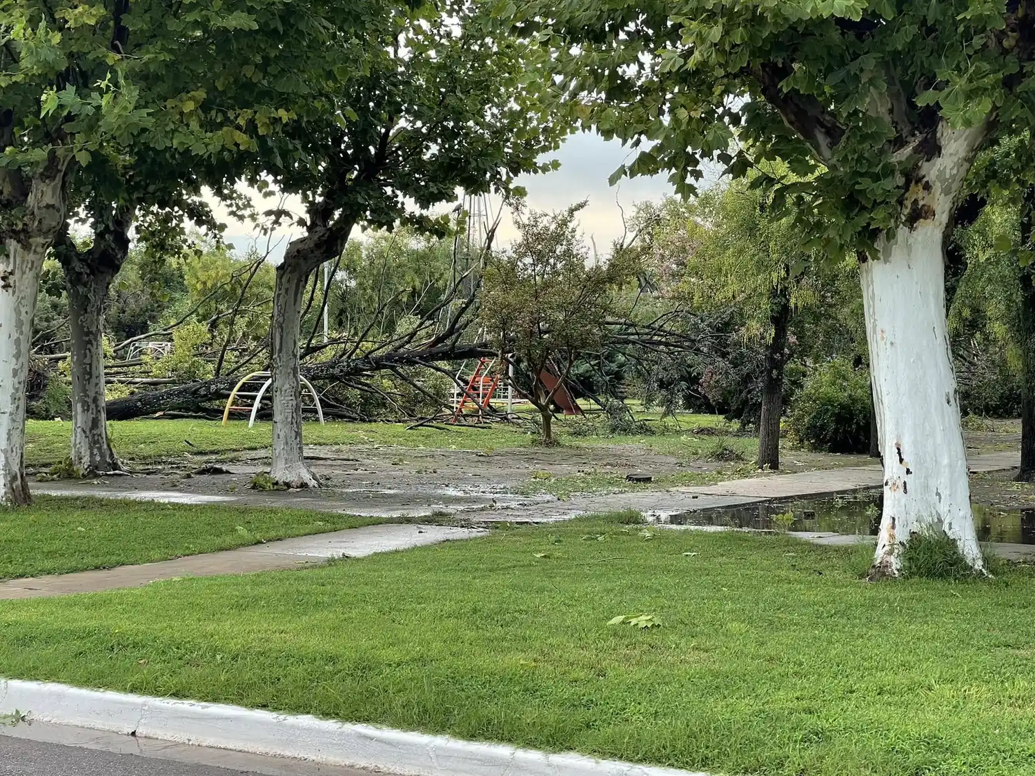 Importante cantidad de árboles caídos en la plaza. Foto: VerTv