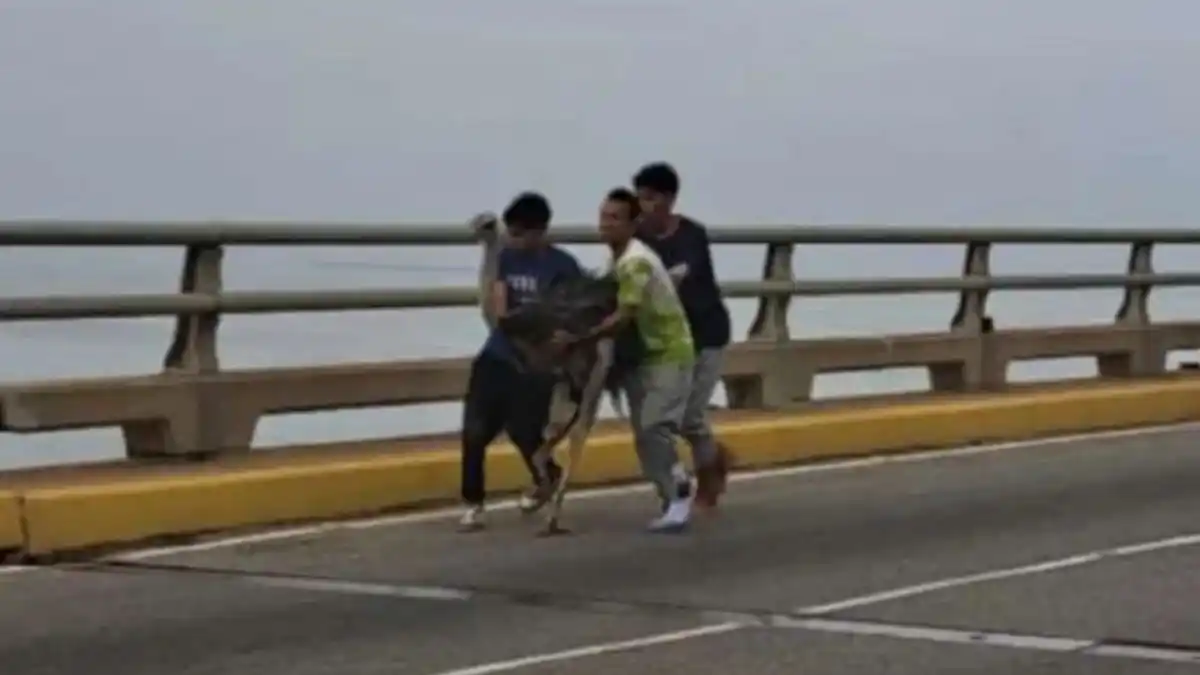 AVESTRUCES QUE SALTARON de camión en el puente sobre el lago de Maracaibo SOLO SUFRIERON RASPONES (VIDEO)