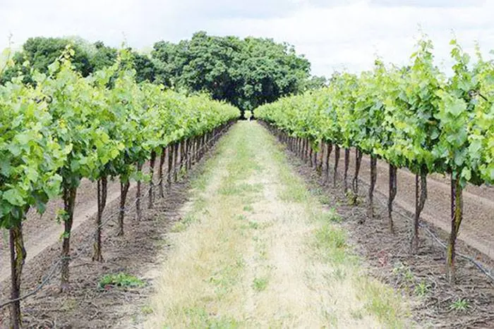 El vino de Concordia y su origen