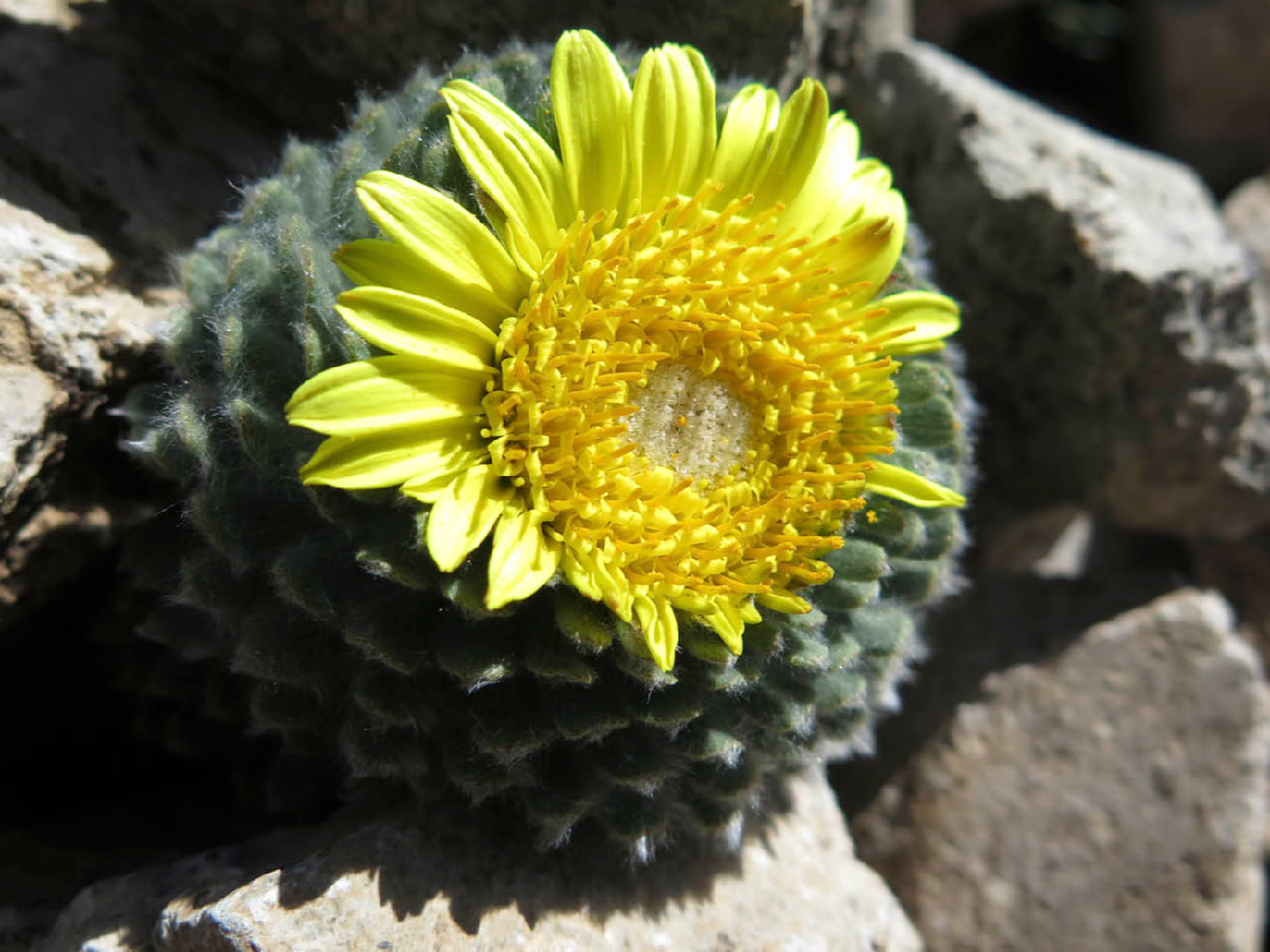 La peperina cordobesa, en riesgo de extinción