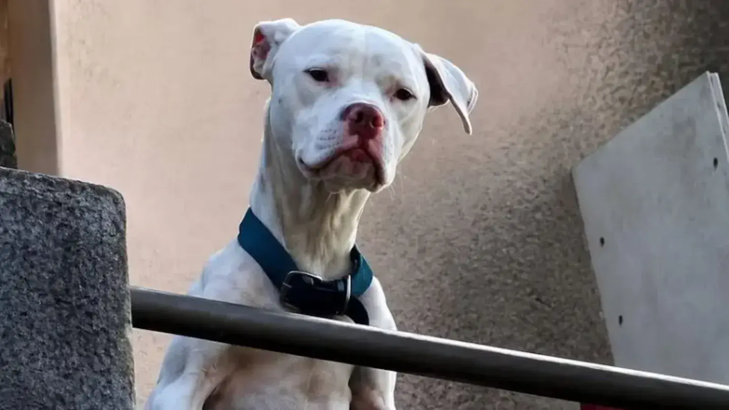 Rescataron a un dogo desnutrido en la casa de Claudio Barrelier