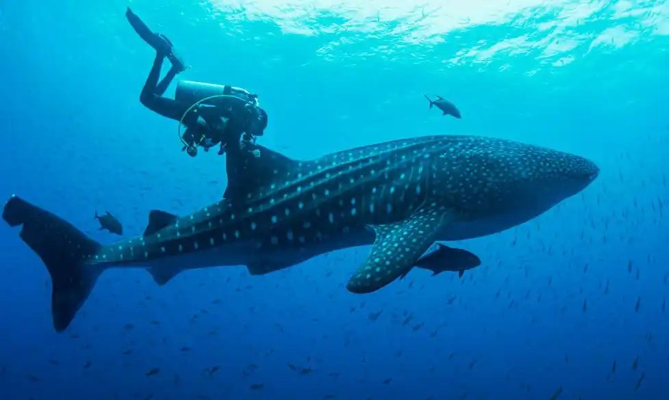 ¡DISFRUTEN DE LA VISTA! Tiburones ballena en La Guaira (+Video)