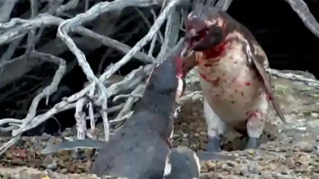 La sangrienta pelea de dos pingüinos por el amor de una hembra 