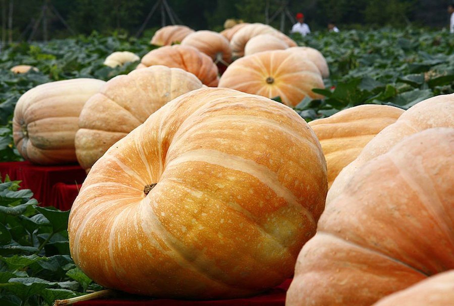 Necochea: Organizan el primer concurso de zapallos gigantes agroecológicos