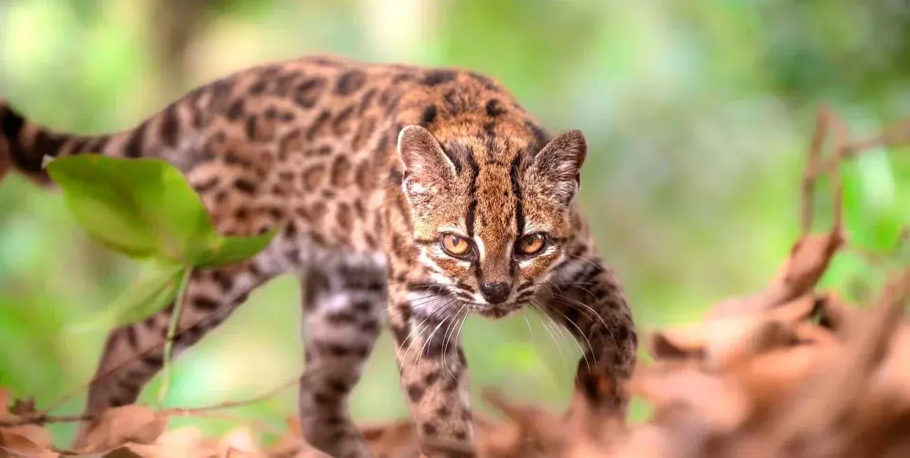 La novedad se conoció y confirmó esta semana. Fernando Faciole/National Geographic