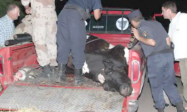 La Policía los detuvo con la vaca en la camioneta, lista para ser faenada
