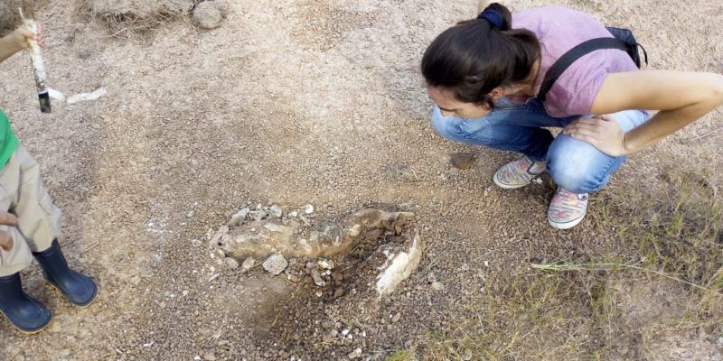 Hallaron en Totoras restos de un mamífero extinguido hace ocho mil años