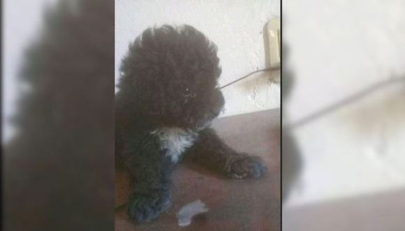 Caniche perdida en Millán y Gomendio