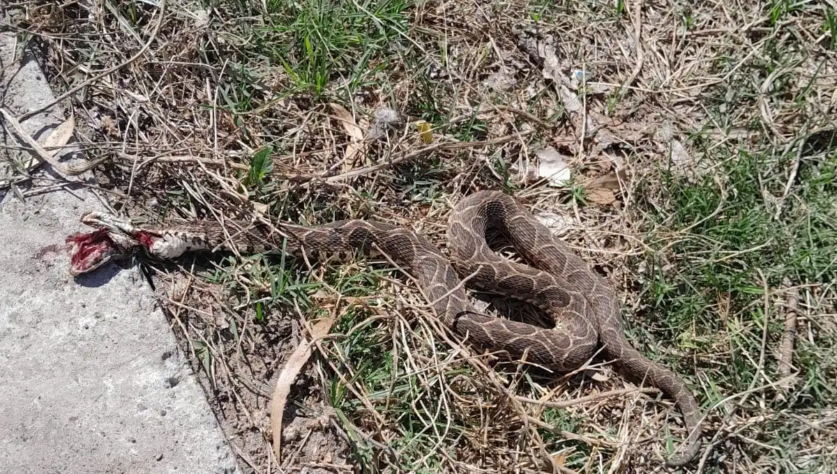 Una yarará en San Lorenzo al 1700