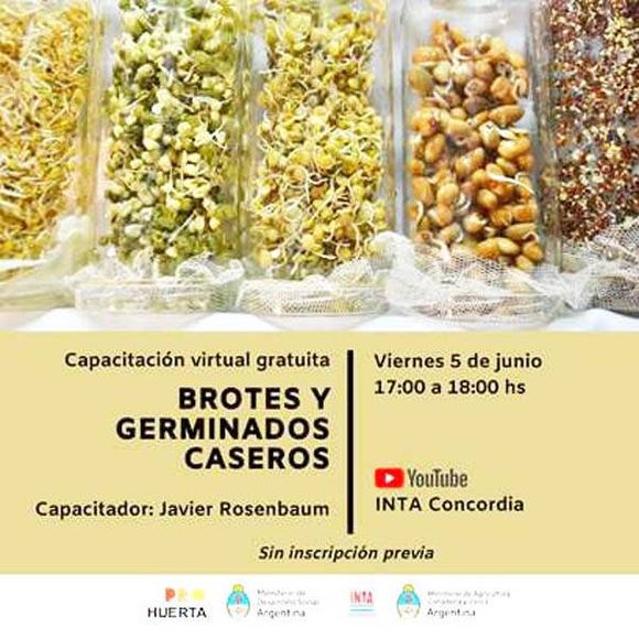 Brotes y germinados  caseros