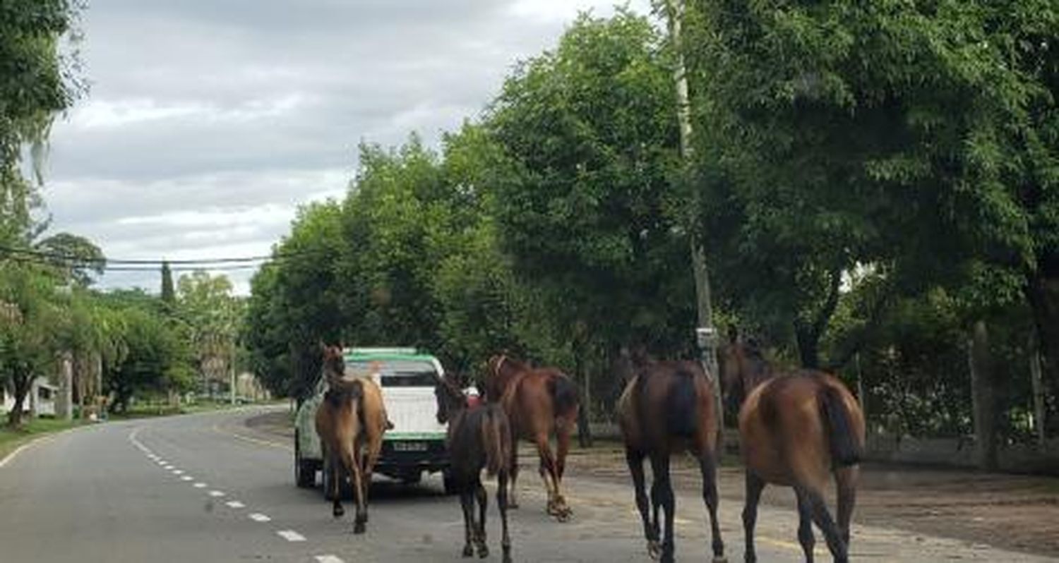 Caballos por la costanera