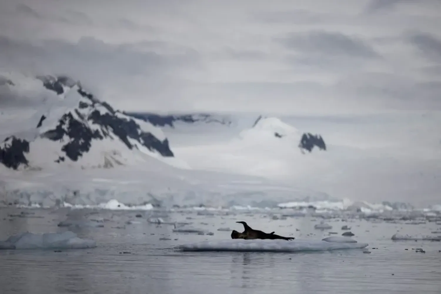 El hielo marino de la Antártida alcanzó mínimos históricos el mes pasado. Crédito: REUTERS.