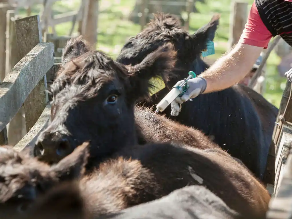Vacuna contra la fiebre aftosa: una medida desacertada, inconsulta, carente de respaldo científico y sin fundamentos