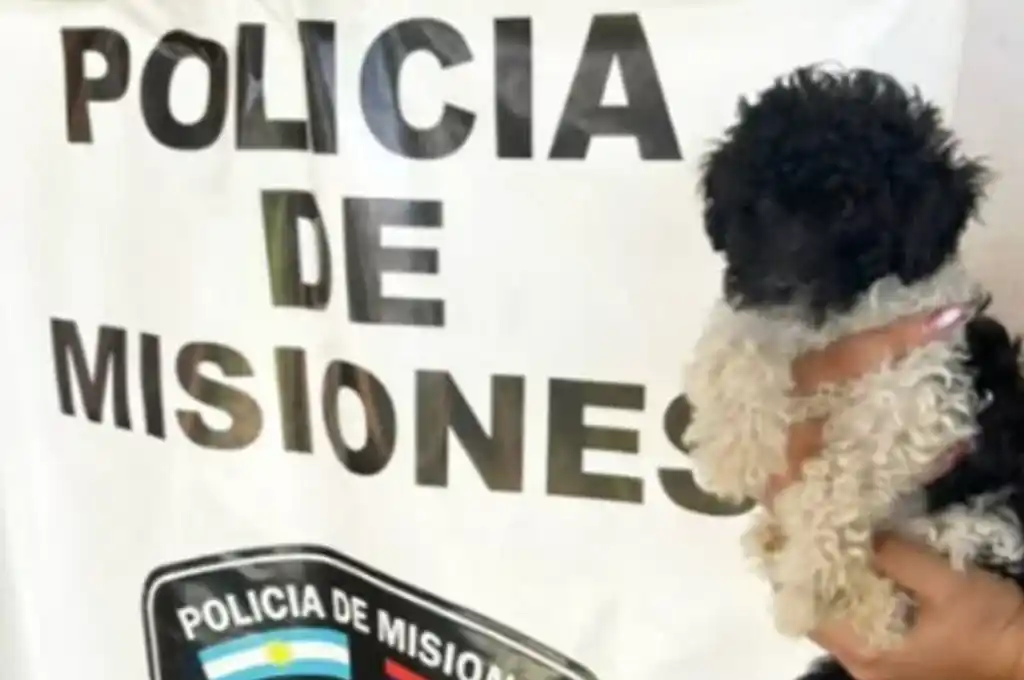 Caniche robado. Foto: Agencia NA (Policía)