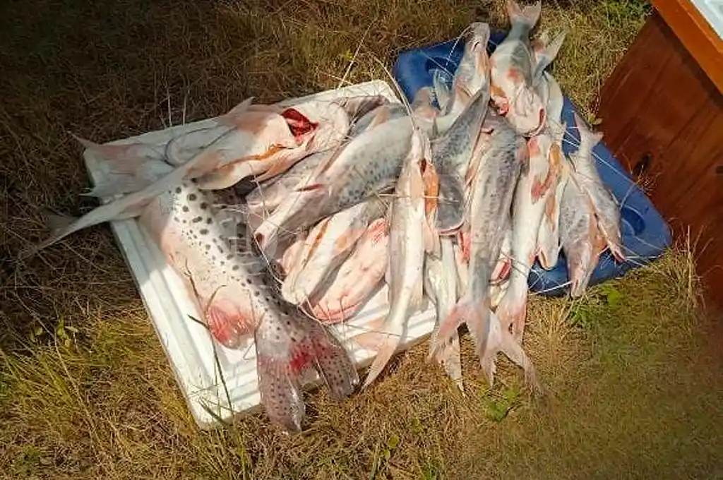 pesca policia seguridad vial ruta camioneta ictícola los pumas apsv dgpsv - 1