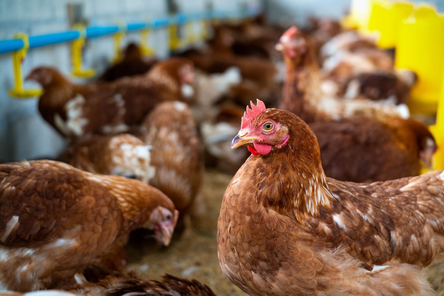 Gripe aviar: el Minsiterio de Salud de Entre Ríos observará a personas que tuvieron contacto con aves infectadas