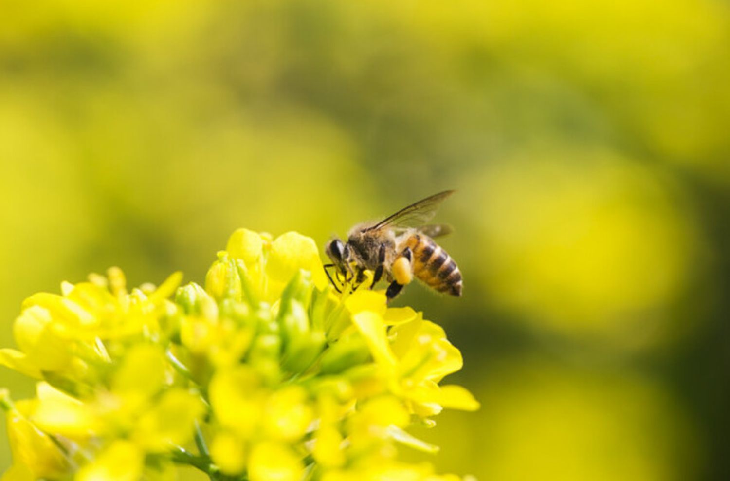 Los efectos de las picaduras de insectos