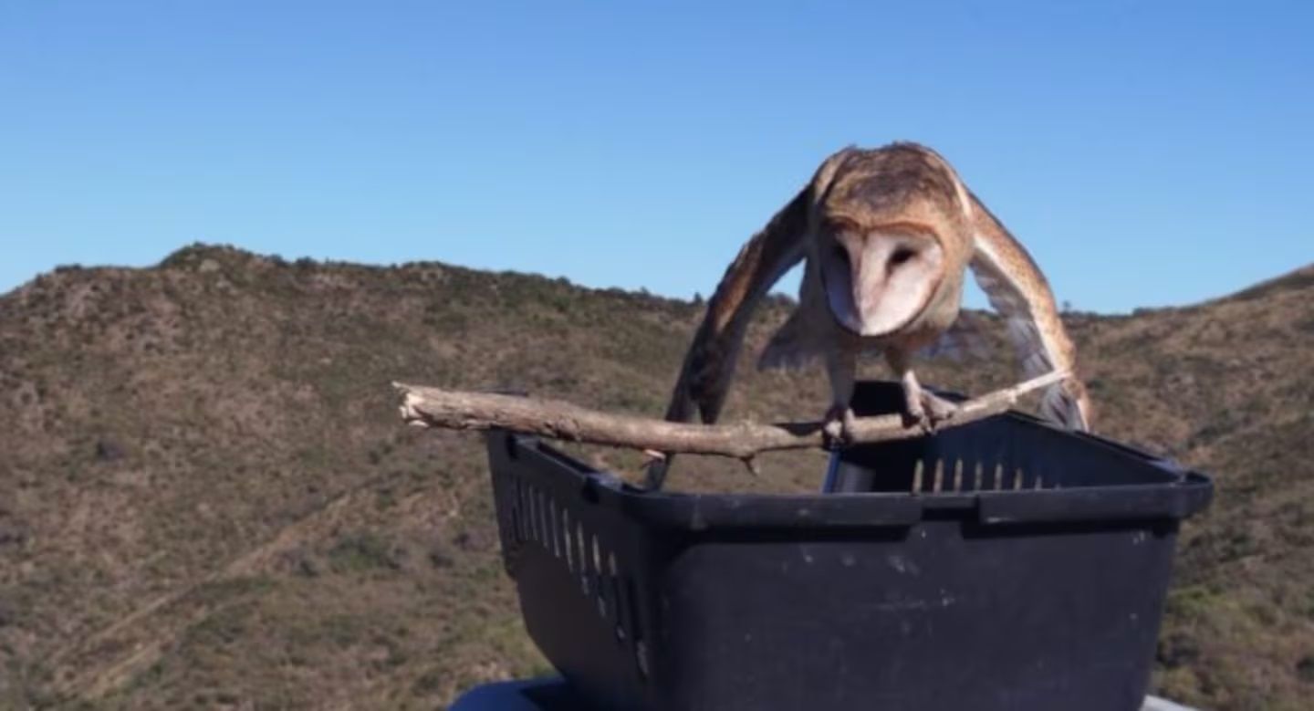 Las aves fueron liberadas tras un proceso de recuperación.