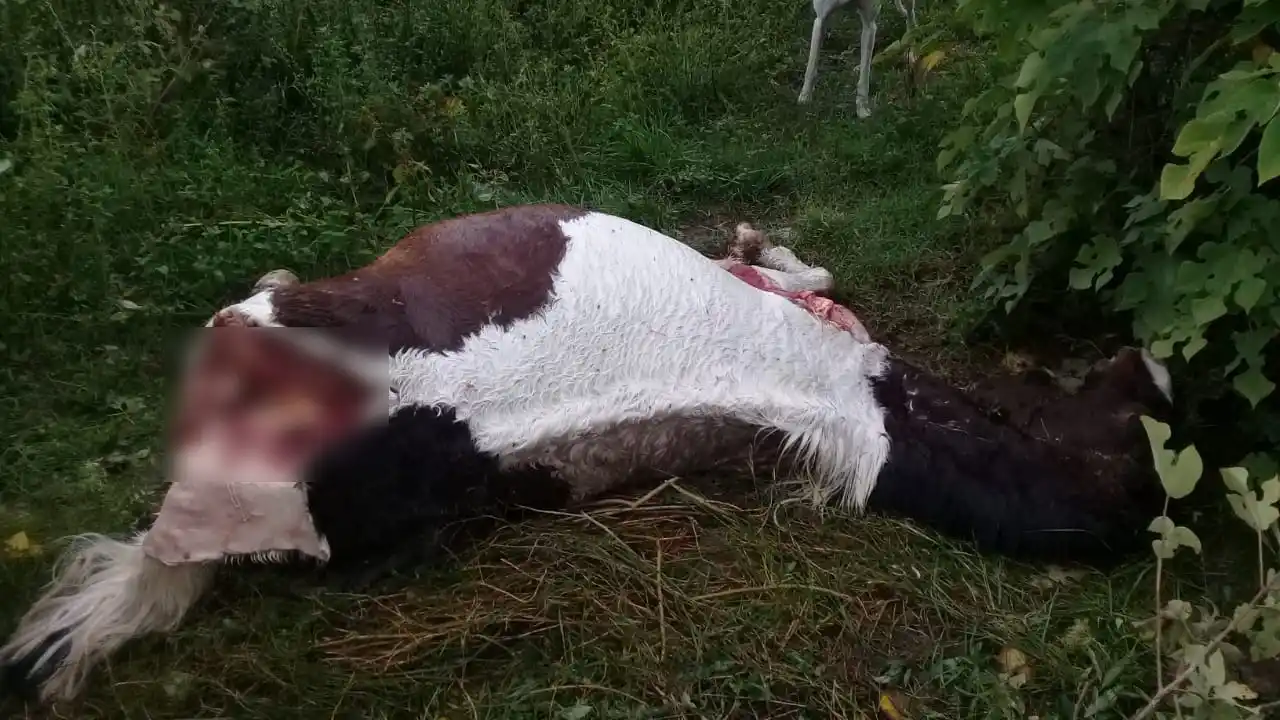 El caballo mutilado en Fray del Pozo y Pueyrredón era de un nene de 11 años: “Era su terapia”