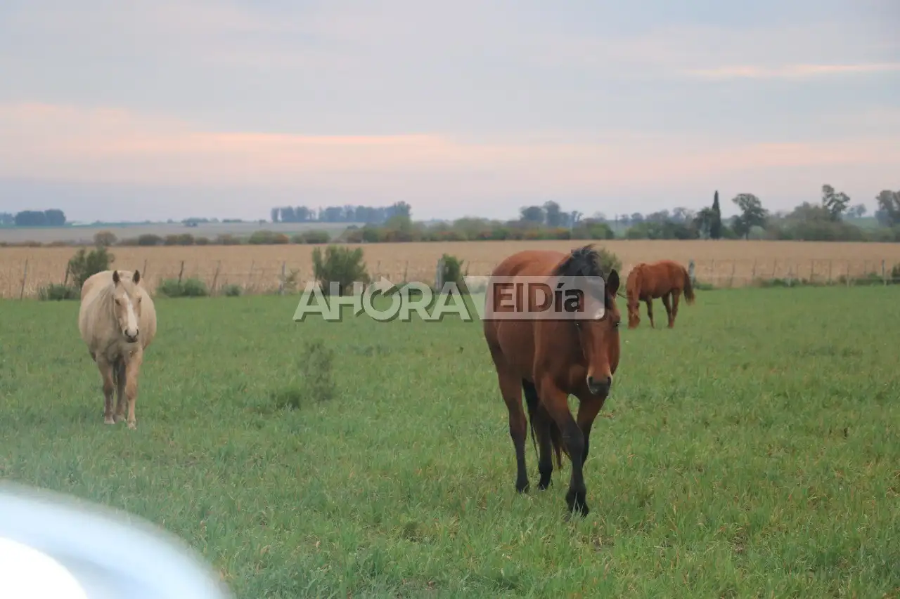 caballo2