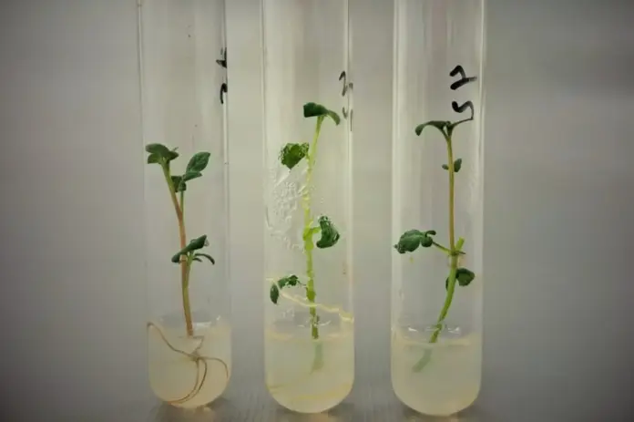 El INTA Balcarce avanza en la investigación de una papa que optimiza el uso del agua