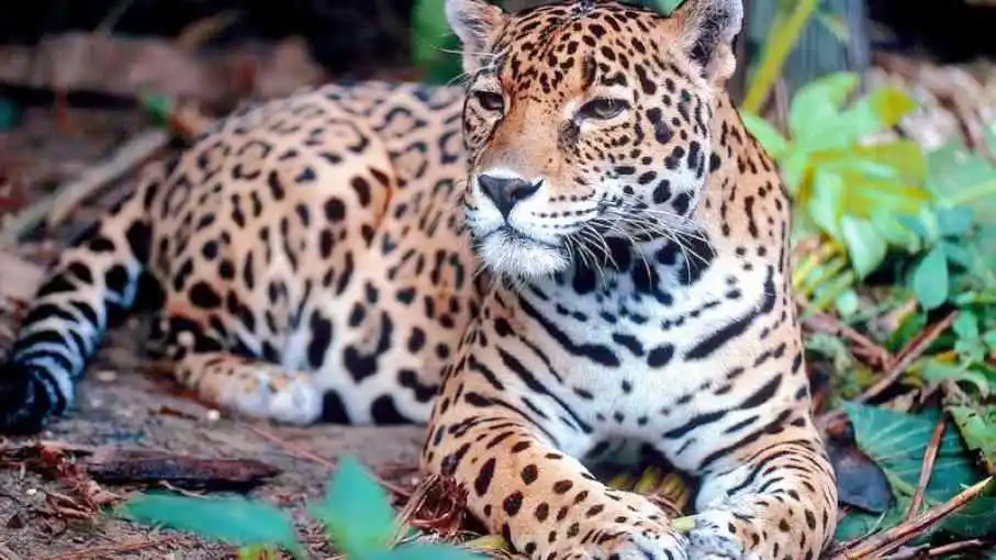 Monitoreo y seguimiento de yaguareté en territorio formoseño