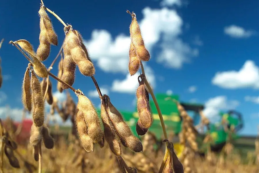 Por magros rendimientos de la soja tardía muchos productores santafesino optan por no cosechar