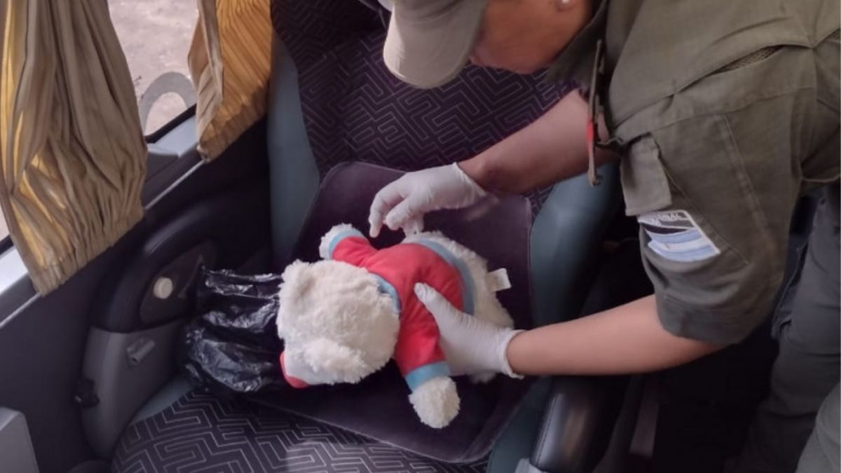Incautan un “narcopeluche” en Salta: contenía 55 cápsulas con cocaína