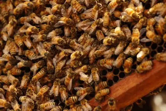 Abejas bonaerenses polinizan cultivos de arándanos en Tucumán