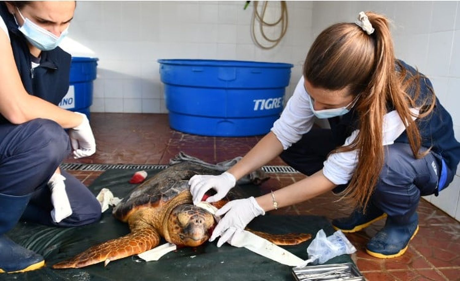 El animal fue derivado para su tratamiento y rehabilitación en la Fundación Mundo Marino.