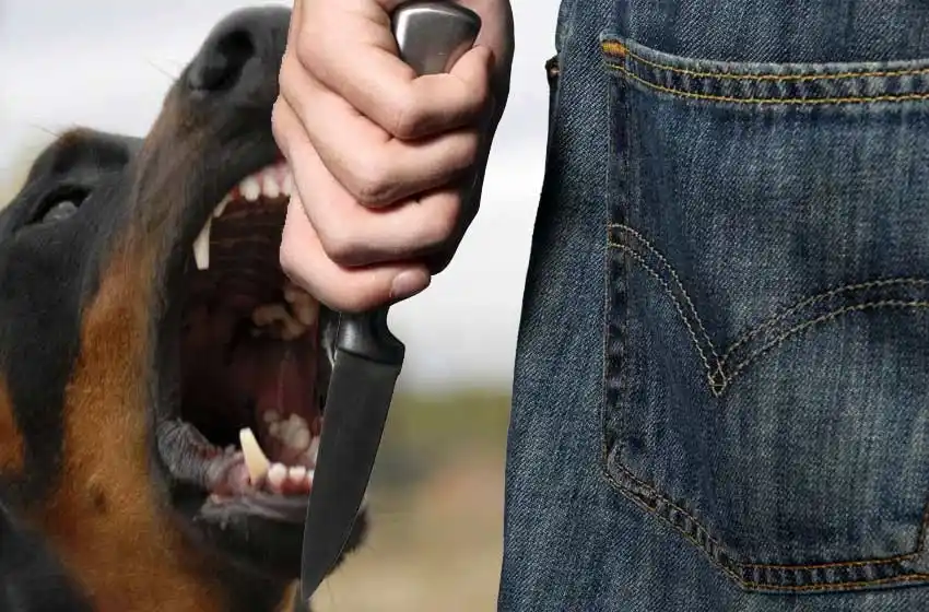 Apuñaló y mató en plena calle a un perro sólo para “defender” a su propia mascota