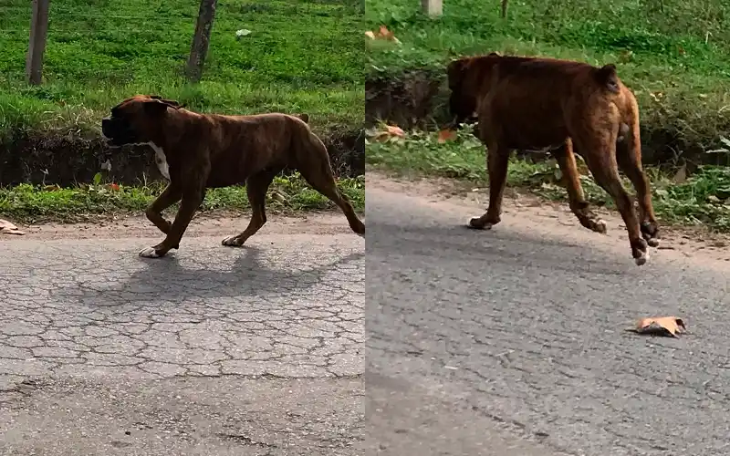 Reclamo en Naón: “Corren a la gente y lastimaron a dos perros”