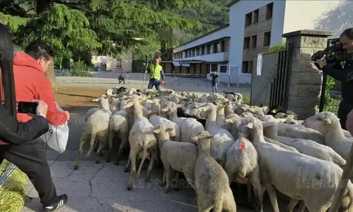 Para evitar el cierre de una escuela en un pueblo, inscribieron a las ovejas