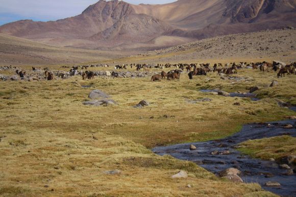 Desarrollan herramientas para una producción sostenible en humedales