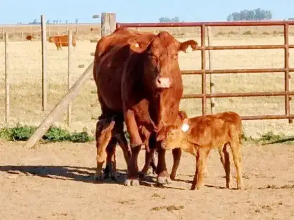 Una vaca tuvo trillizos en Córdoba: un caso que ocurre cada 100 mil partos