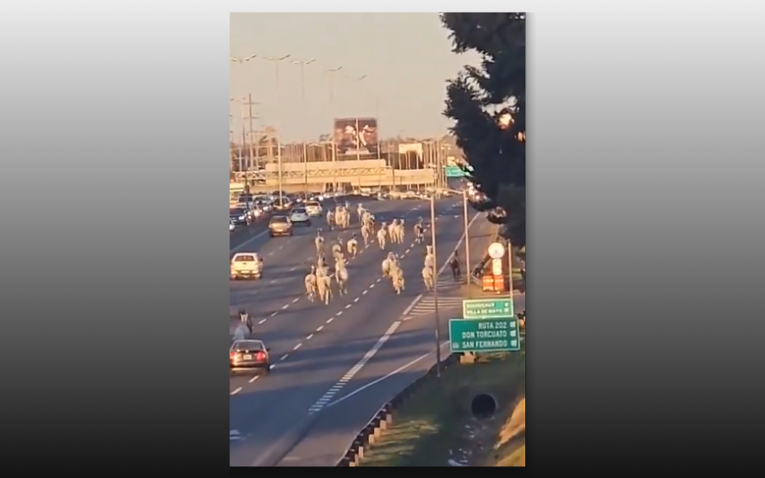 Video: Una tropilla de caballos sueltos generó caos en Panamericana