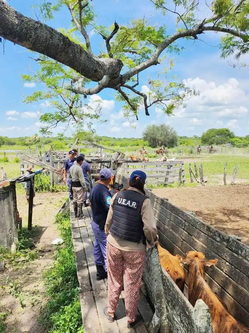 Secuestran carne de búfalo, una persona demorada