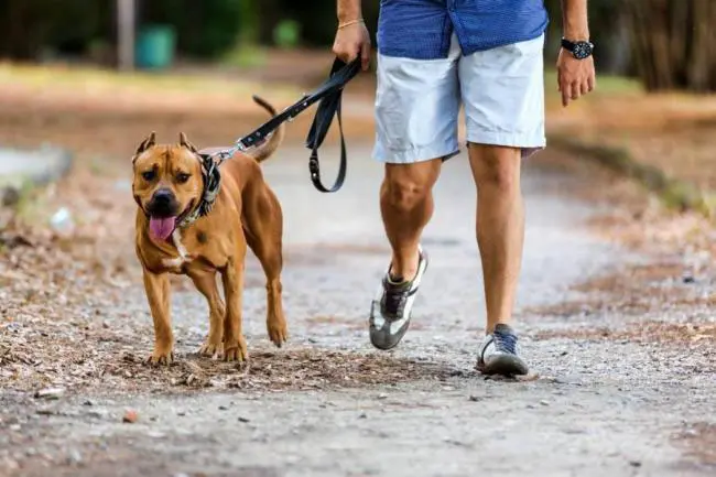 El ataque de perros sueltos, un problema que no tiene solución