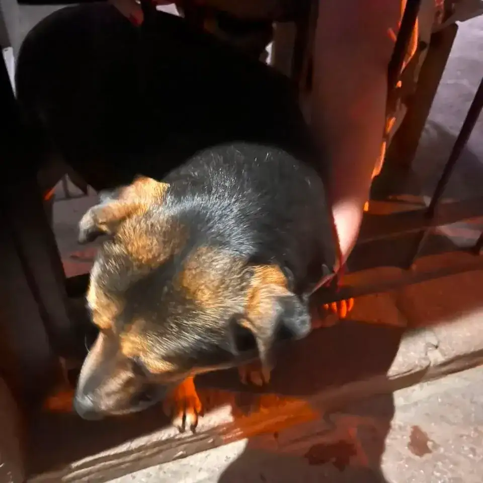 Perro liberado