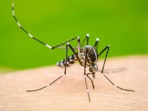 Aedes aegypti.