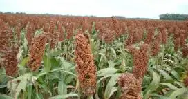 Campaña 2017/18: ¿Cuántos kilos se necesitan para cubrir los costos en sorgo?